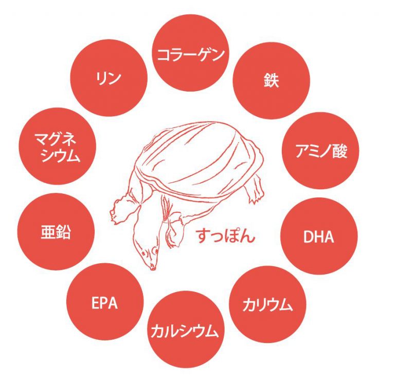 すっぽん