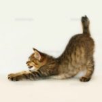 猫伸びのポーズダイエットは痩せない？初耳学のやり方・動画と効果の口コミ