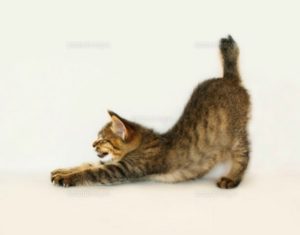 猫伸びのポーズダイエットは痩せない？初耳学のやり方・動画と効果の口コミ